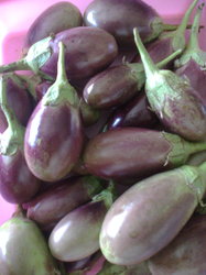 Bhavani Brinjal Seeds