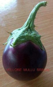 Mullu Katharikkai  Seeds / Mullu Brinjal Seeds