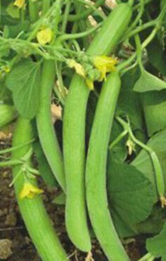 Long Cucumber Seeds / Neela Vellarikkaai Vidhaigal