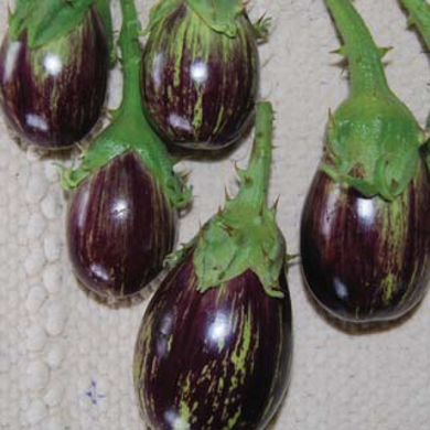Vari Mullu Brinjal Seeds / வரி முள்ளு கத்தரி விதைகள்