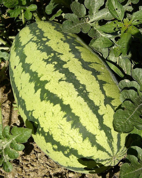Dharpoosani Pazham (watermelon) fruit resting among green vine leaves