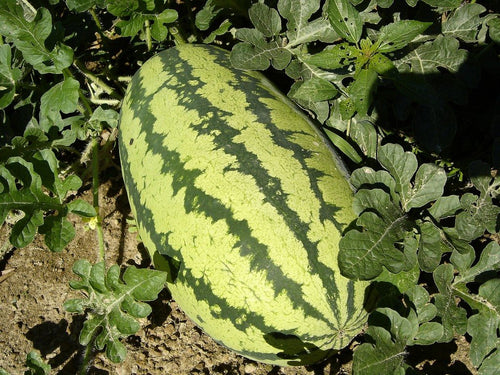 Water Melon Plant Seeds / Dharpoosani Pazham Vidhaigal